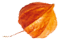 https://ximena-f.click/wp-content/uploads/2020/12/small_leaf_05.png